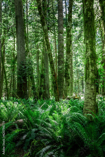 Lush green trees and ferns in the Hoh rainforest, Washington