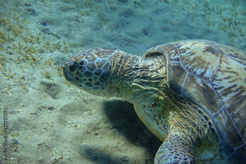 hawksbill turtle eating seagrass at the bottom from the sea in egypt detail