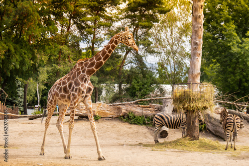 The giraffe - Giraffa camelopardalis is African even-toed ungulate mammal  the tallest animal species the largest ruminant with zebras at the zoo Wroclaw Poland in summer. Travel destination safari