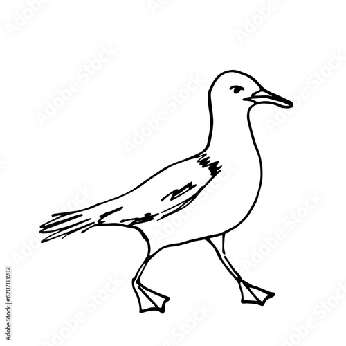 Simple black outline vector drawing. Sea gull isolated on white background. Birds, animals and nature. Sketch in ink.