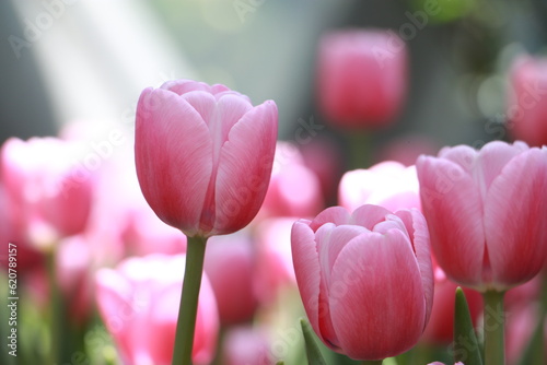 Close up pink tulip flowers in a garden in selective focus. Spring flowers in pastel colours in tulip field.Thailand.