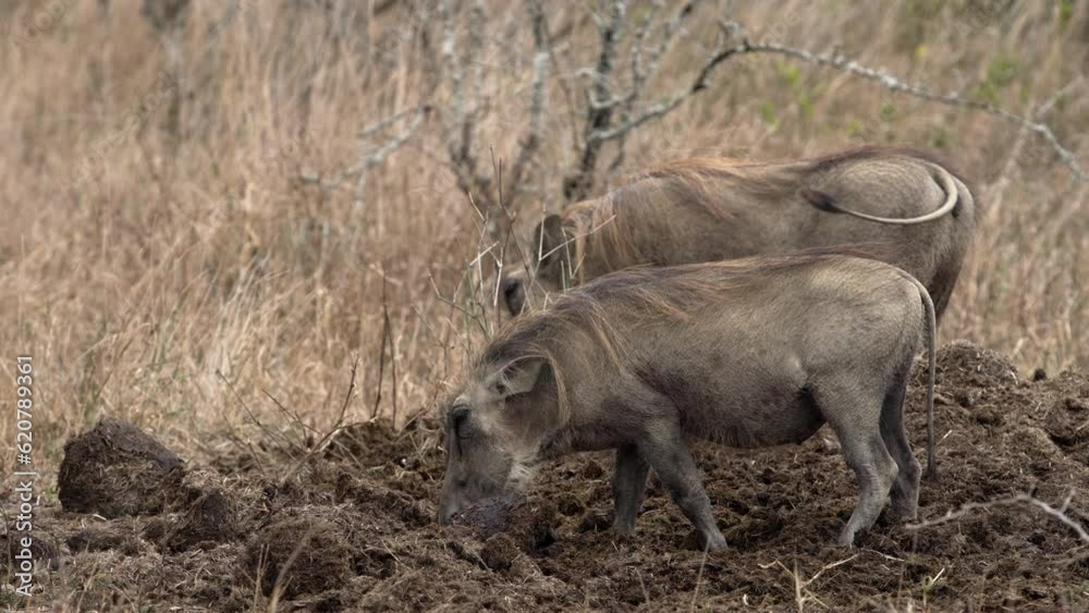 Wildlife Behavior: Warthogs Digging in a Rhino Midden and Eating Rhino Dung in the African Bush. Wildlife Behavior: Warthogs Digging in a Rhino Midden and Eating Rhino Dung in the African Bush.