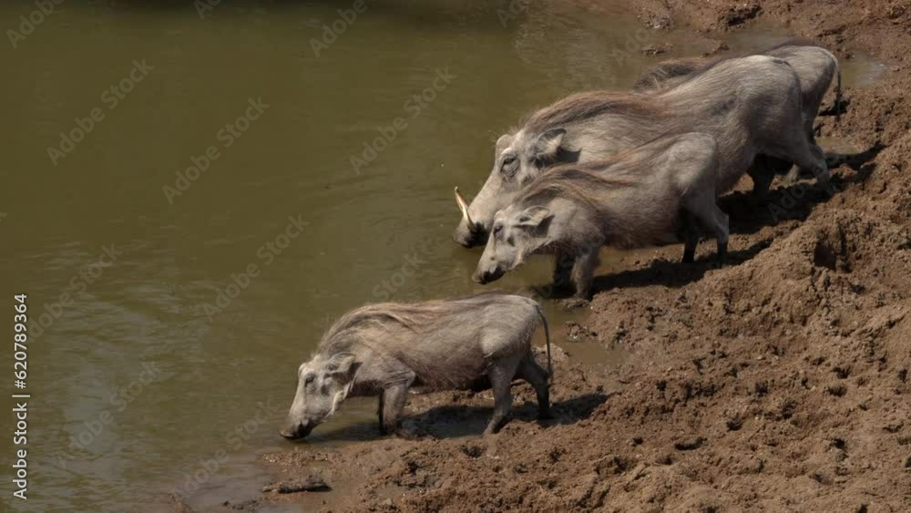Wildlife Scene: Four Warthogs Standing on a Muddy Bank Drinking from a Waterhole. Wildlife Scene: Four Warthogs Standing on a Muddy Bank Drinking from a Waterhole.