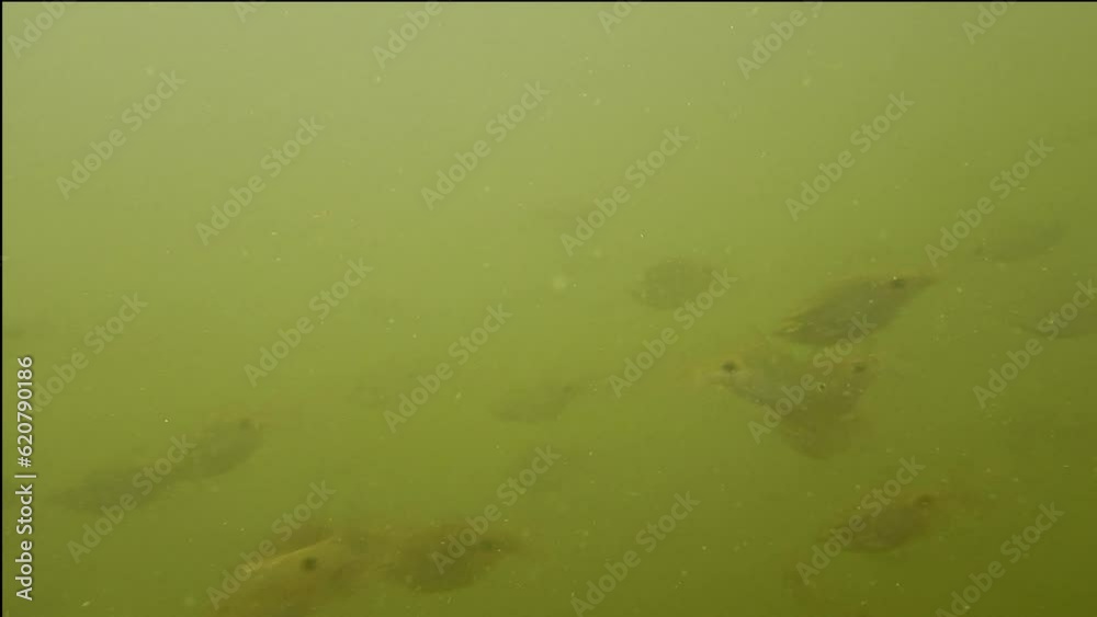 Fish swimming into the river, underwater shot fish swim. Underwater view in river. Fish swimming into the river, underwater shot fish swim. Underwater view in river.