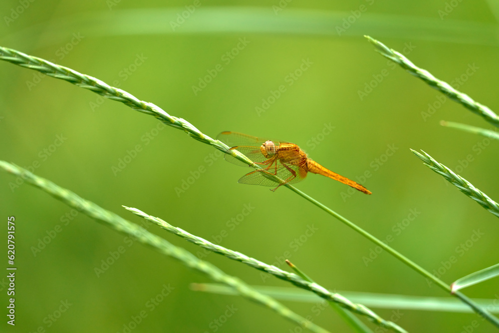 Dragonfly resting on a stick of vegetation Dragonfly resting on a stick of vegetation