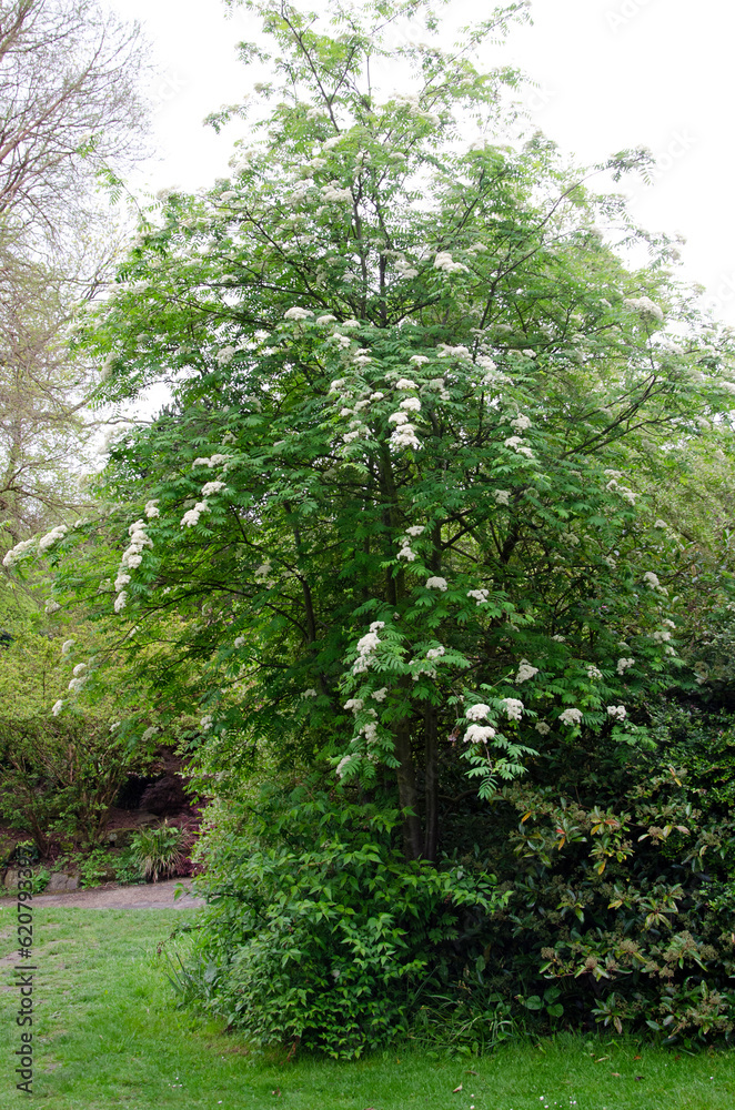 Fototapeta premium Rowan tree with flowers in full bloom