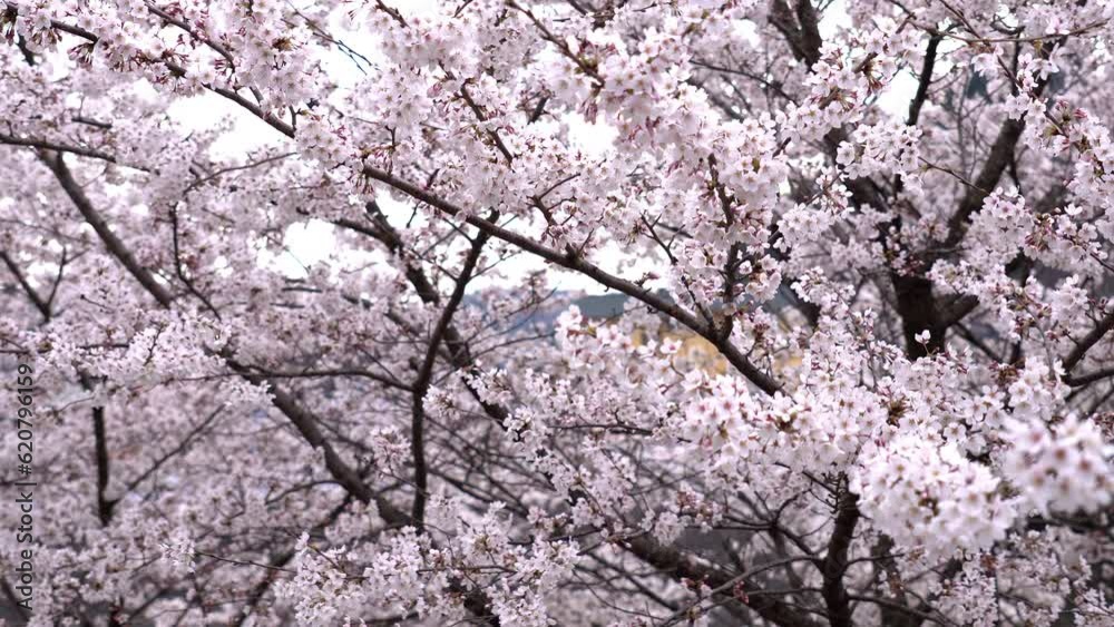 Close up of Japan sakura petal cherry blossom branch Close up of Japan sakura petal cherry blossom branch
