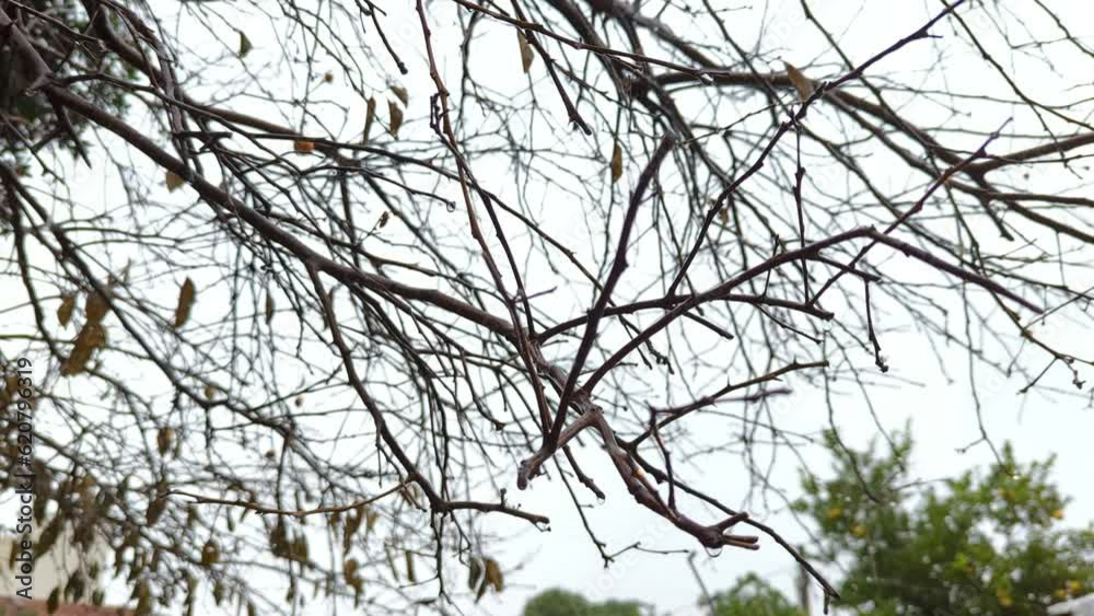 Low angle shot of leafless tree branches outdoors with heavy rain falling on a rainy day with blurred background.