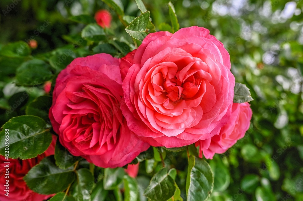 Red Rosa Line Renaud on green leaves background Red Rosa Line Renaud on green leaves background