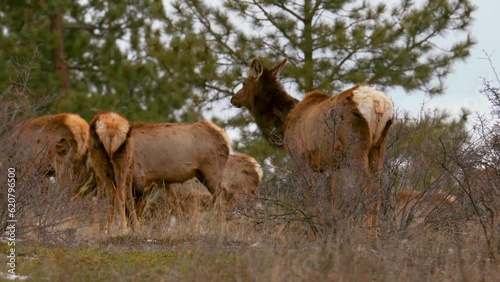 Colorado elk heard large group deer gang on nature animals gathered on mountainside mid winter snow Rocky Mountains National Park Evergreen telephoto zoom cinematic slow motion close up eating 4k photo