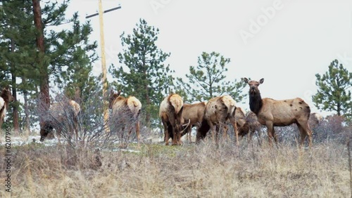 Colorado elk heard large group deer gang on nature animals gathered on mountainside mid winter snow Rocky Mountains National Park Evergreen telephoto zoom cinematic slow motion pan still 4k photo