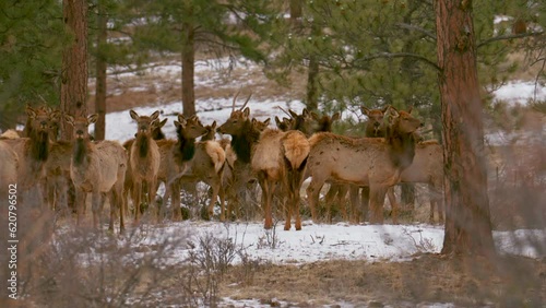 Colorado elk heard large group deer gang nature animals gathered on mountainside mid winter snow Rocky Mountains National Park Evergreen telephoto zoom cinematic slow motion still 4k photo