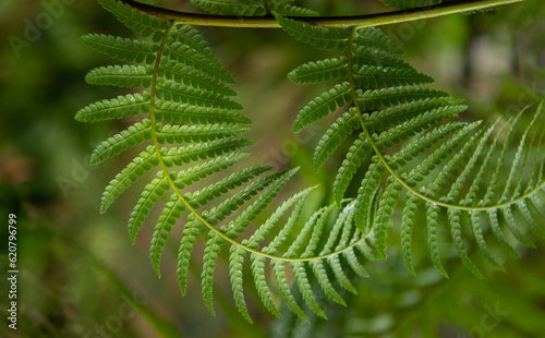 Natural green background. Detail of fern leaves. 