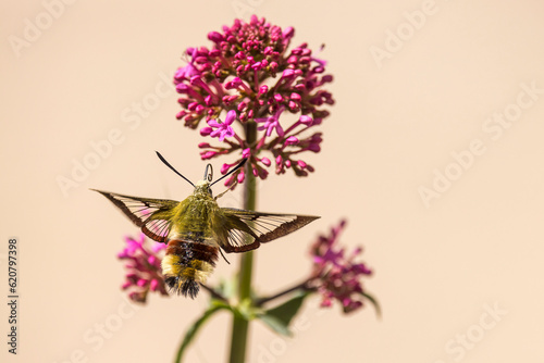 moro sphinx picks a centranthus flower photo