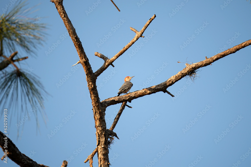 A red-bellied woodpecker bird perched on a tree branch in summer Florida woods A red-bellied woodpecker bird perched on a tree branch in summer Florida woods