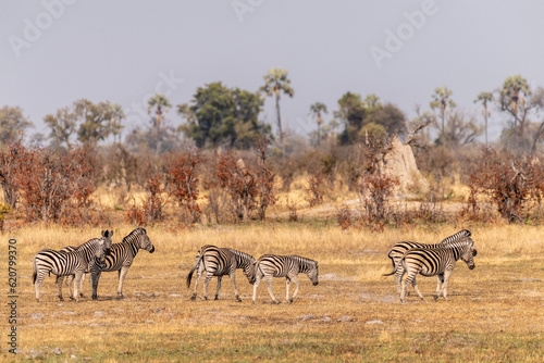 Telephoto shot of a large herd of Burchell s Plains zebras  Equus quagga burchelli  running on the dry lands of the Okavango Delta  Botswana.