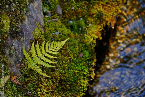 Lady fern, athyrium filix-femina, growing from the green moss cover near by the stream in the forest. photo