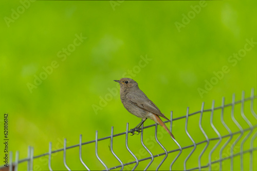 robin on a fence