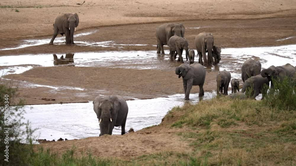 A wild elephant herd with calves is crossing a shallow river. In the background, one elephant is urinating. A wild elephant herd with calves is crossing a shallow river. In the background, one elephant is urinating.