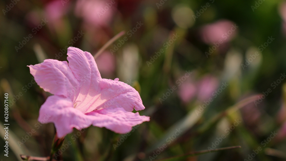 Purple color flowers blooming in the garden Purple color flowers blooming in the garden