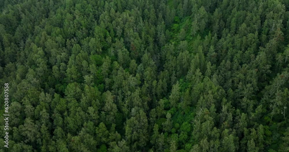 Nature background of a rainforest. Tropical forest interior. Nature background of a rainforest. Tropical forest interior.