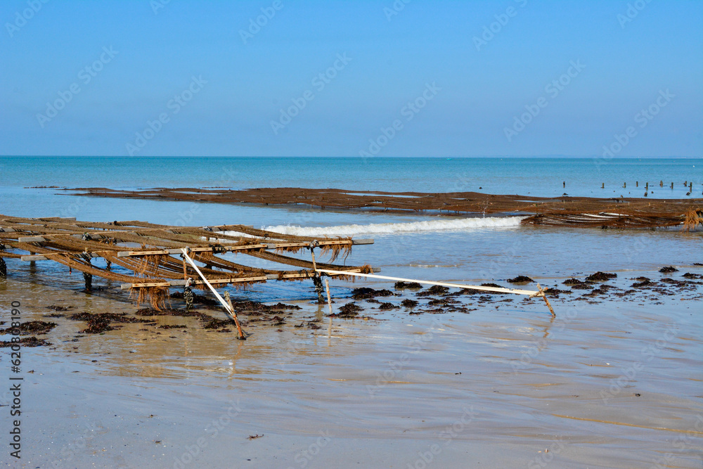 Moules de bouchot Moules de bouchot