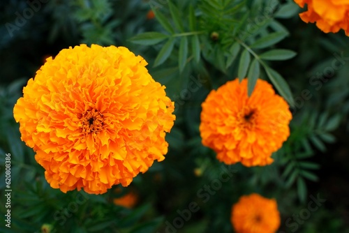 Close up of beautiful Marigold flower in the garden.