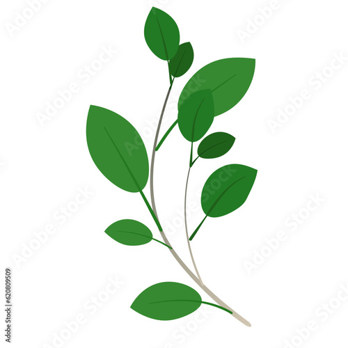 Green isolated twigs with bright green new sprouted leaves. Simple illustration on a white background. Creative element for nature themed brochures, games or other uses. Spring or summer enviromental. © Karhunvala
