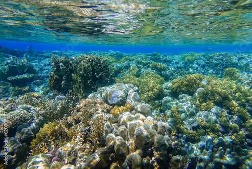 coral reef with reflections from the water surface waves and the sun in the red sea