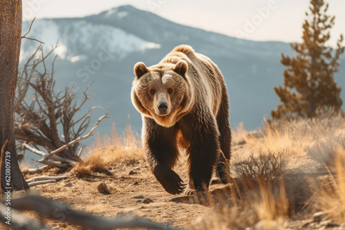 Bear in nature, national geography, Wide life animals. AI Generated. © Narin