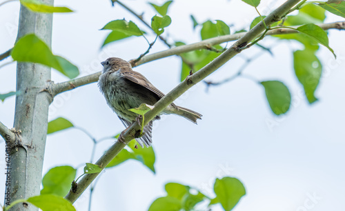 A sparrow is sitting on a branch among green leaves © Сергей Лаврищев