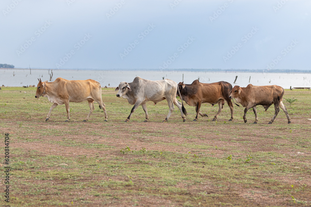 Herd of cows grazing in a field in the countryside of Thailand