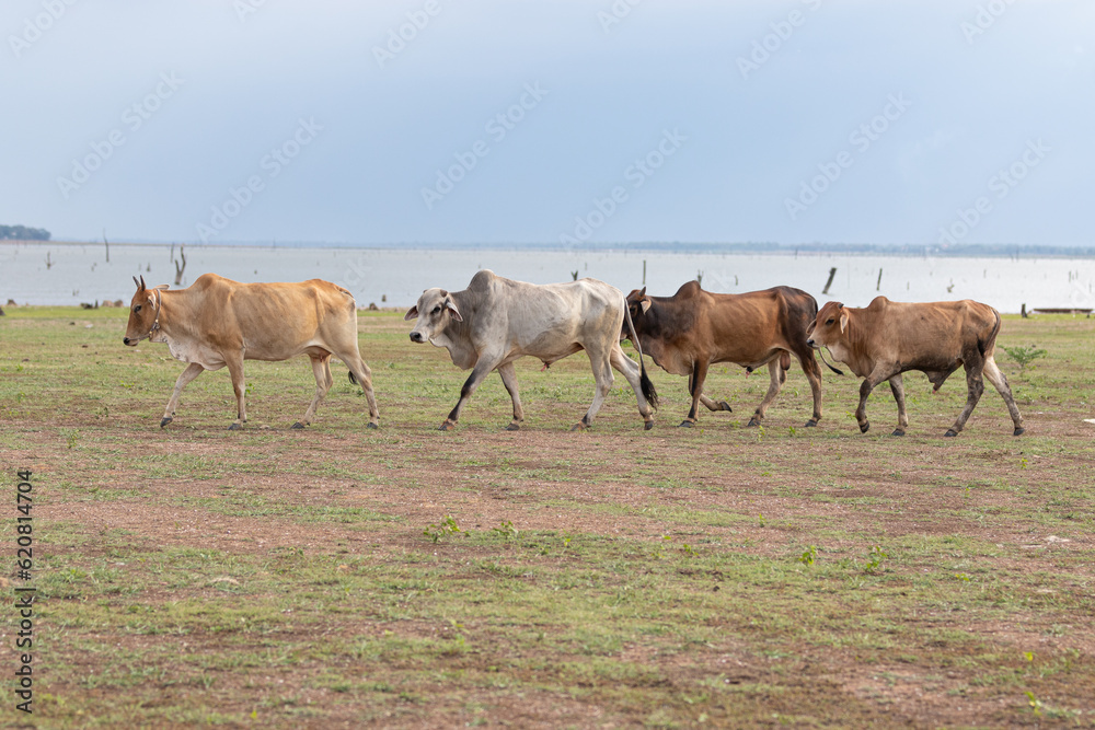 Herd of cows grazing in a field in the countryside of Thailand Herd of cows grazing in a field in the countryside of Thailand