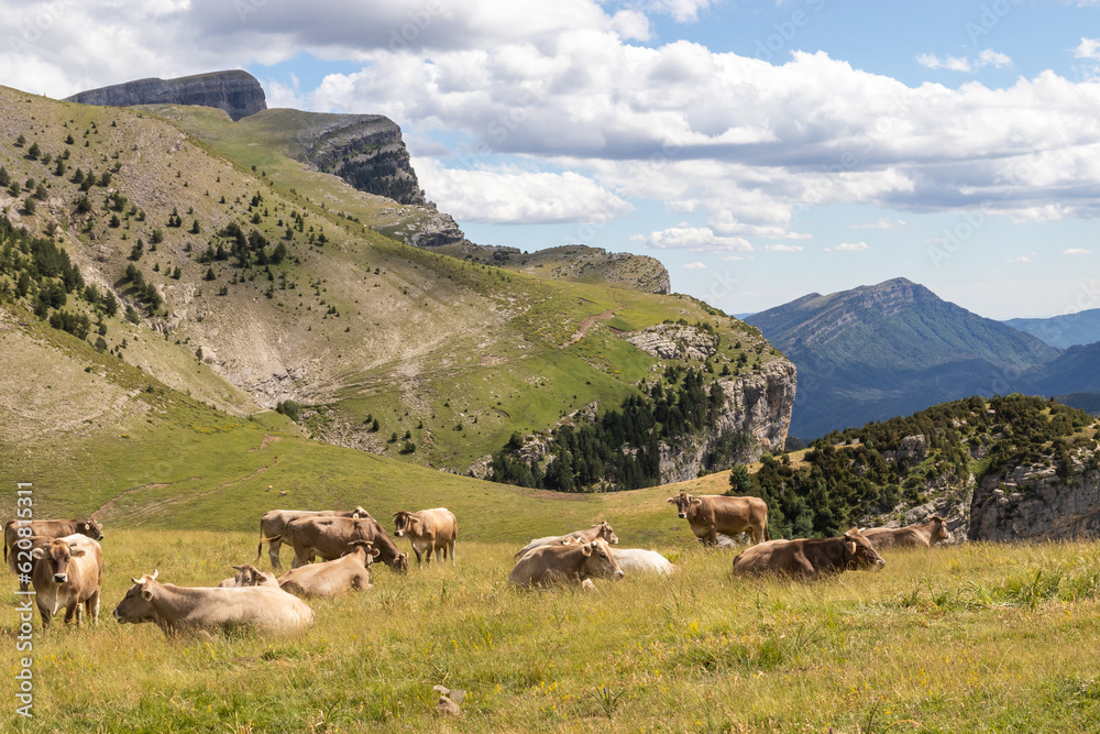 Fototapeta premium landscape of a high mountain meadow with cows resting freely. horizontal image