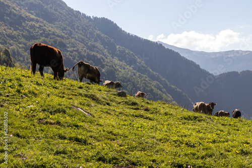 landscape of a high mountain meadow with free-grazing cows. horizontal image