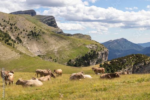 landscape of a high mountain meadow with cows resting freely. horizontal image