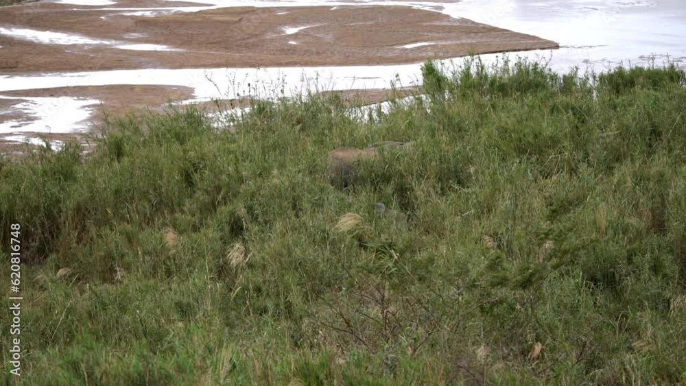 An elephant is just visible walking through very long wild grass and reeds in the African bush. An elephant is just visible walking through very long wild grass and reeds in the African bush.