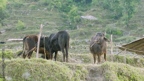 Buffalo's eating in the field