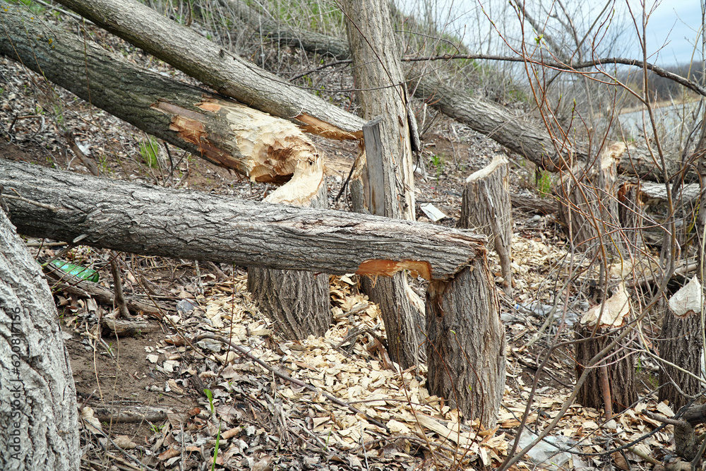 Trunks of trees on the shore of the lake gnawed and felled by a beaver Trunks of trees on the shore of the lake gnawed and felled by a beaver