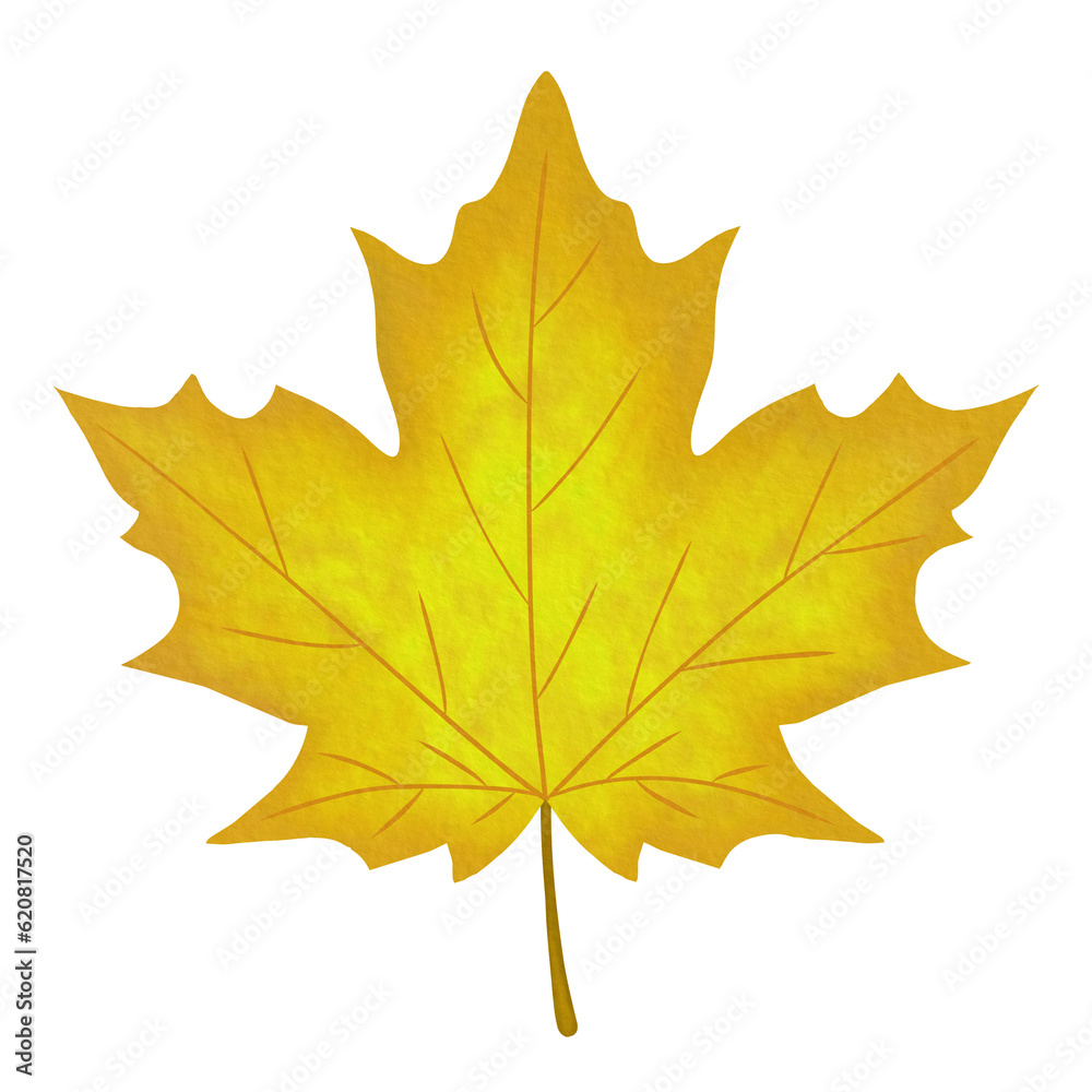 Yellow Sugar Maple Leaf Watercolor Illustration Yellow Sugar Maple Leaf Watercolor Illustration