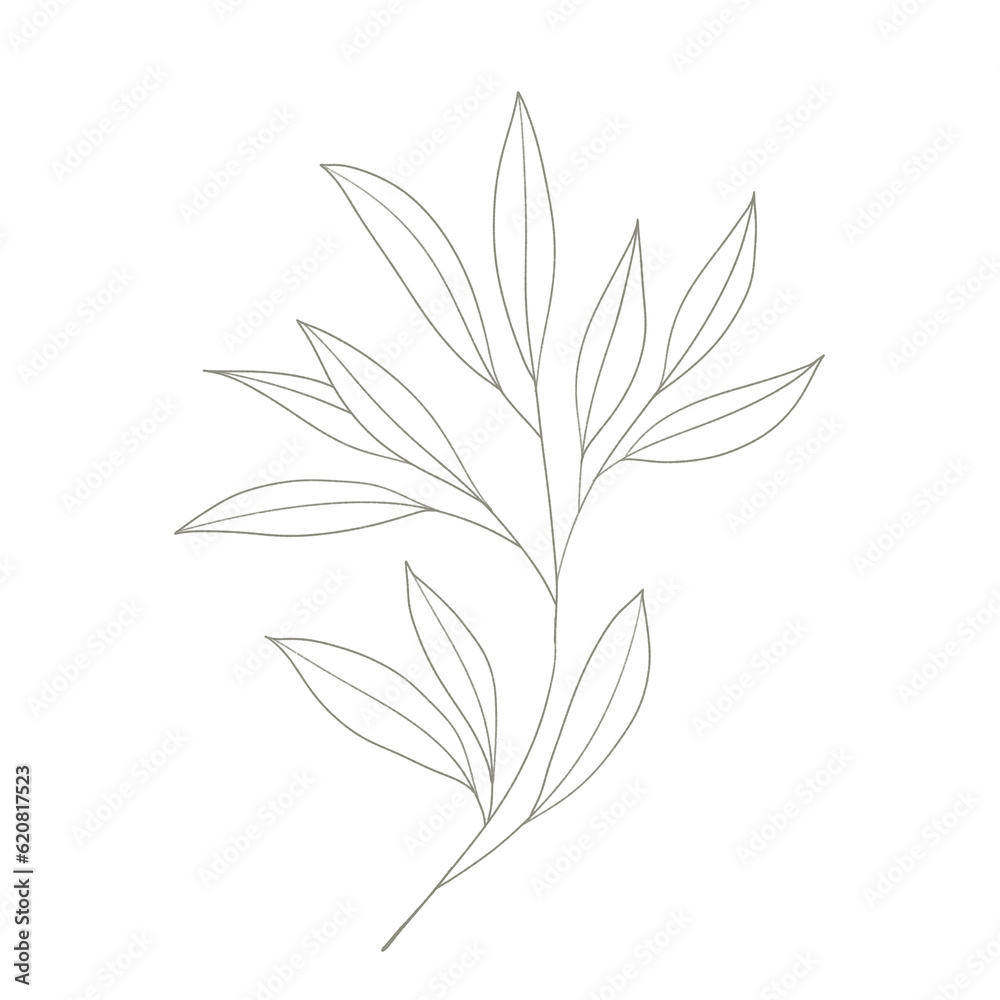 Fototapeta premium Botanical elegant line art modern style. png illustrations