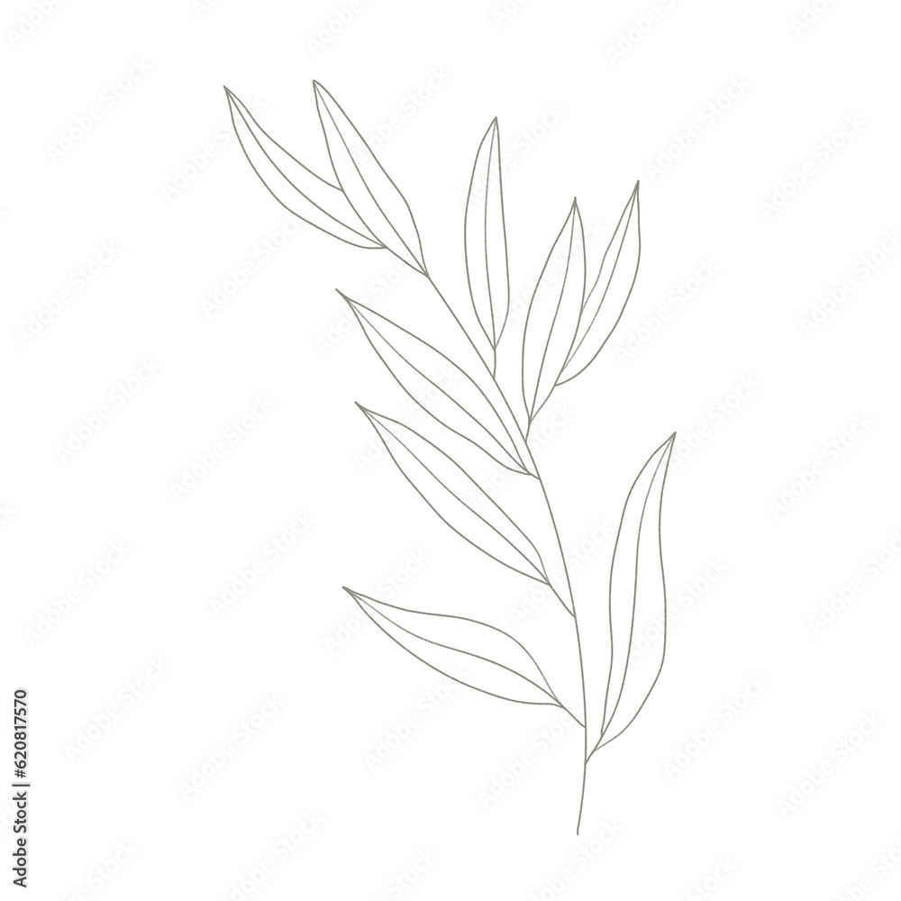 Tropical leaves of hand drawn line art modern style. png illustrations. Tropical leaves of hand drawn line art modern style. png illustrations.