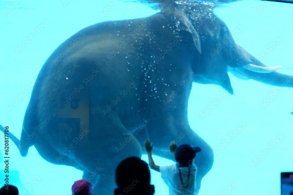 Naklejka premium baby elephant swimming in the zoo