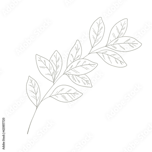 Floral Line Art branch with leaves  © kraifreedom