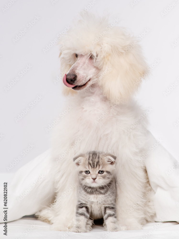 White fluffy poodle hugging a sleeping tabby kitten under a blanket on the bed White fluffy poodle hugging a sleeping tabby kitten under a blanket on the bed