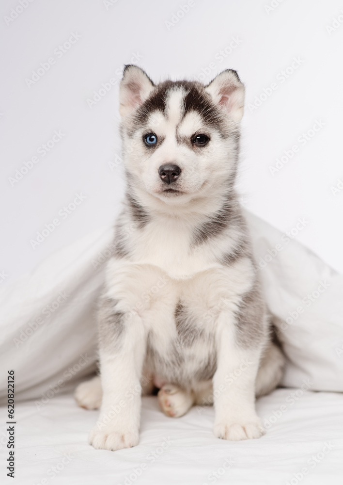 A small blue-eyed husky puppy lying under a blanket at home and laying his head on the bed with his paws outstretched.