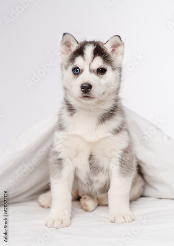 Fototapeta Naklejka Na Ścianę i Meble -  A small blue-eyed husky puppy lying under a blanket at home and laying his head on the bed with his paws outstretched.