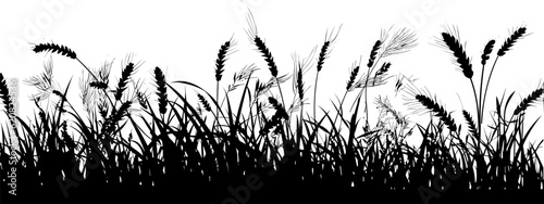 Field with cereals, grass and wild herbs. Vector isolated silhouette of grain plants meadow. Horizontal border.