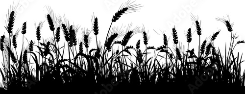 Foto Field with cereals, grass and wild herbs