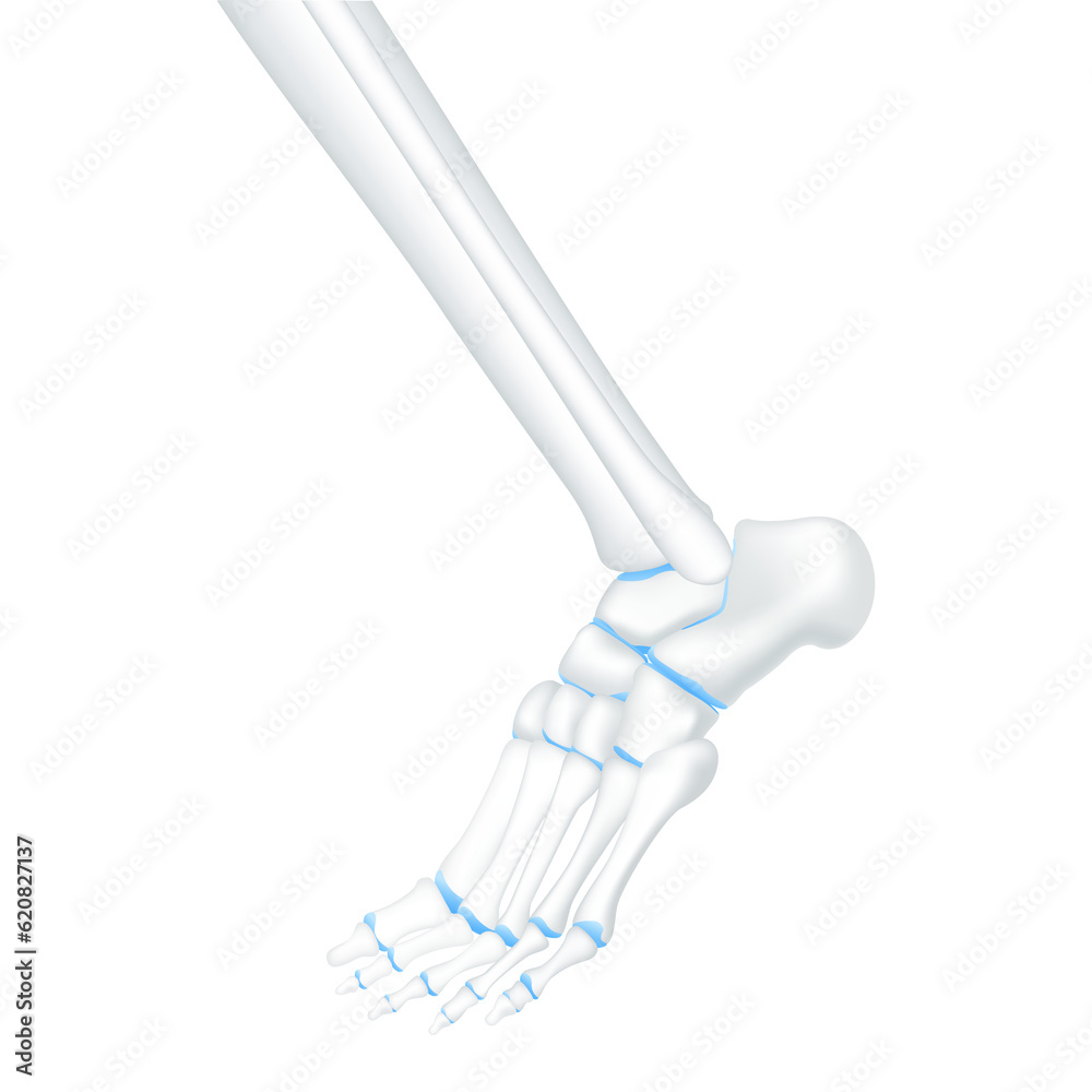 Ankle bone foot traumas and joint cartilage healthy side. Human